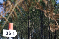 parcelle-foret-arengosse-paysmorcenais-landes